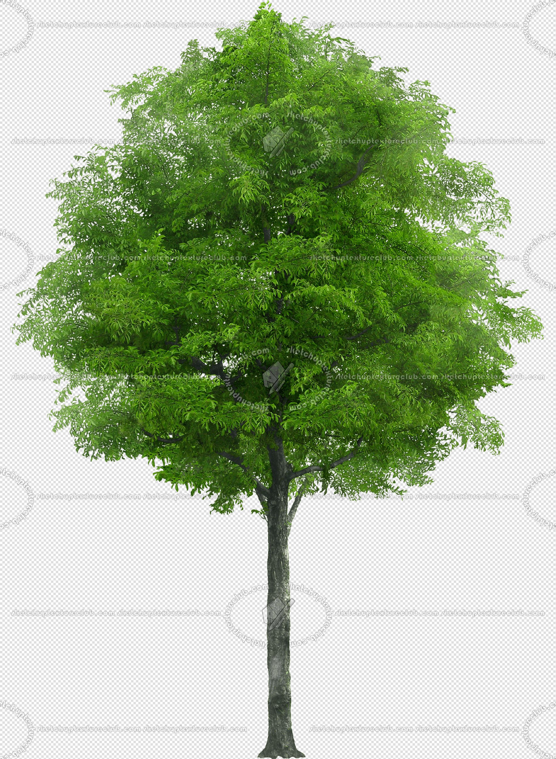 CUT OUT TREES PACK 6 00041 - 19 cut out tree pack 6 px 1833x2500