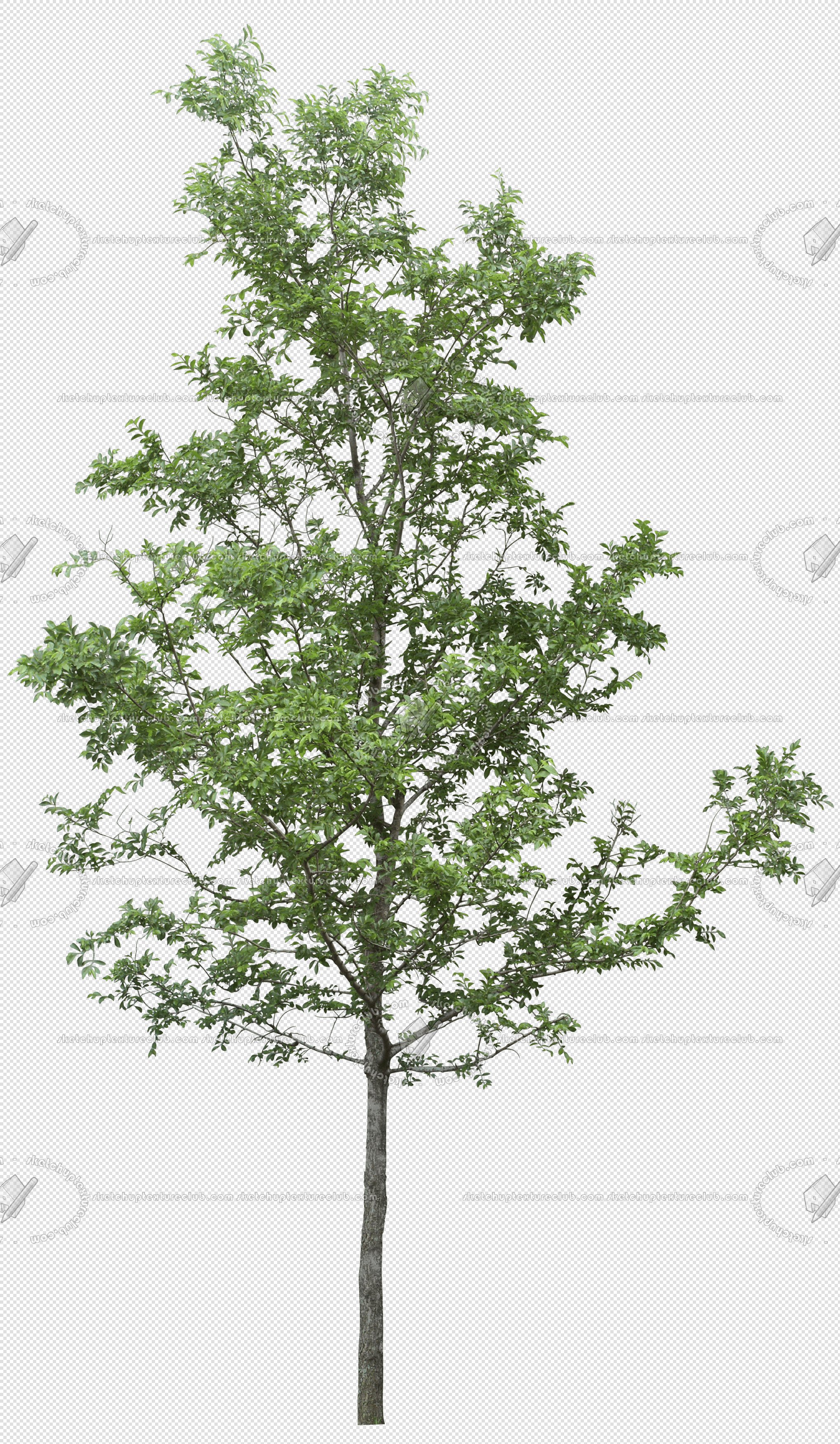 CUT OUT TREES PACK 6 00041 - 20 cut out tree pack 6 px 2037x3500