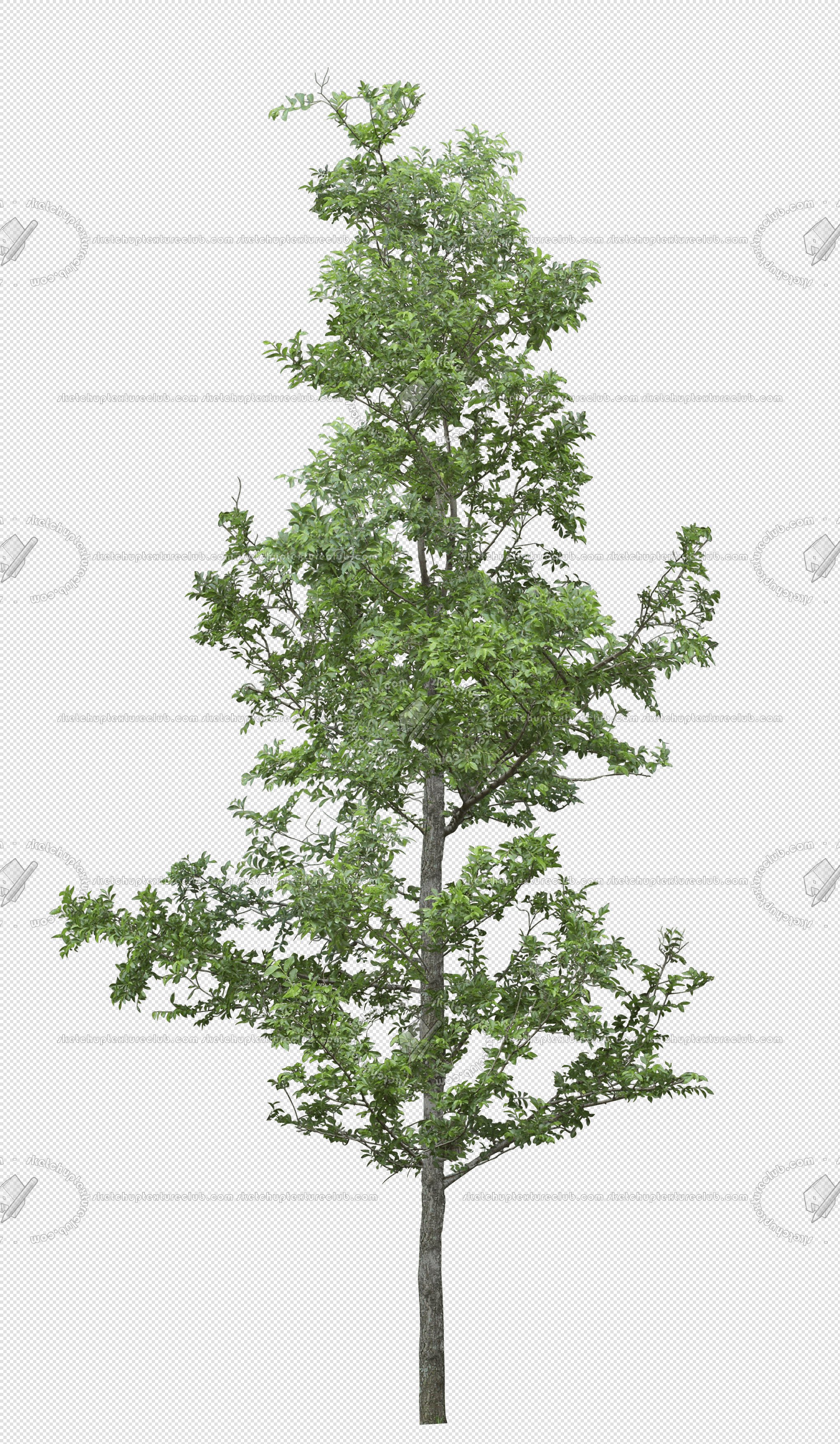 CUT OUT TREES PACK 6 00041 - 21 cut out tree pack 6 px 2037x3500