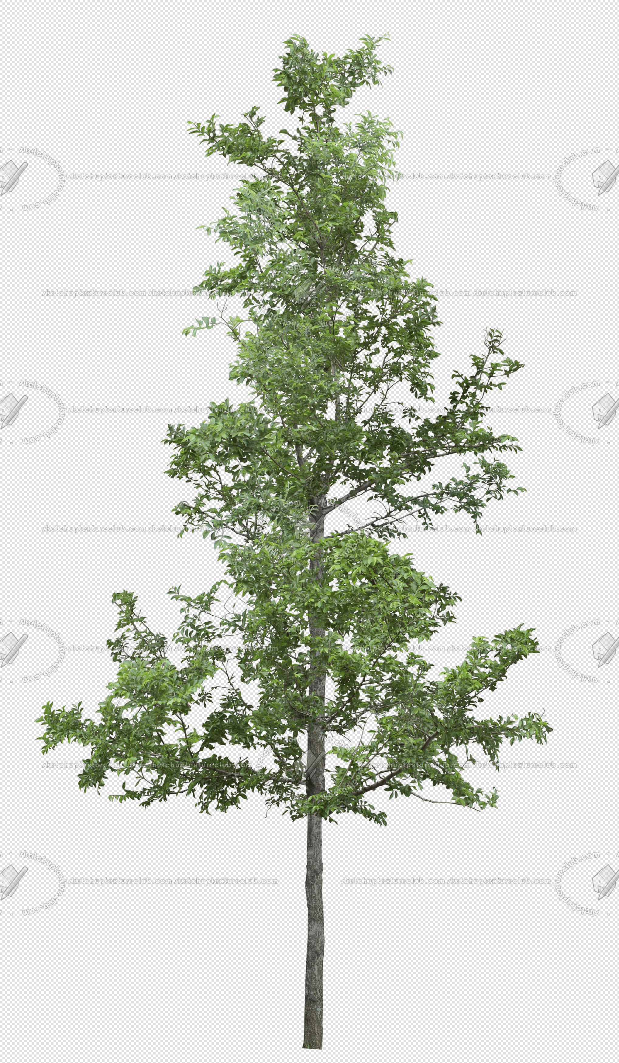 CUT OUT TREES PACK 6 00041 - 22 cut out tree pack 6 px 2037x3500