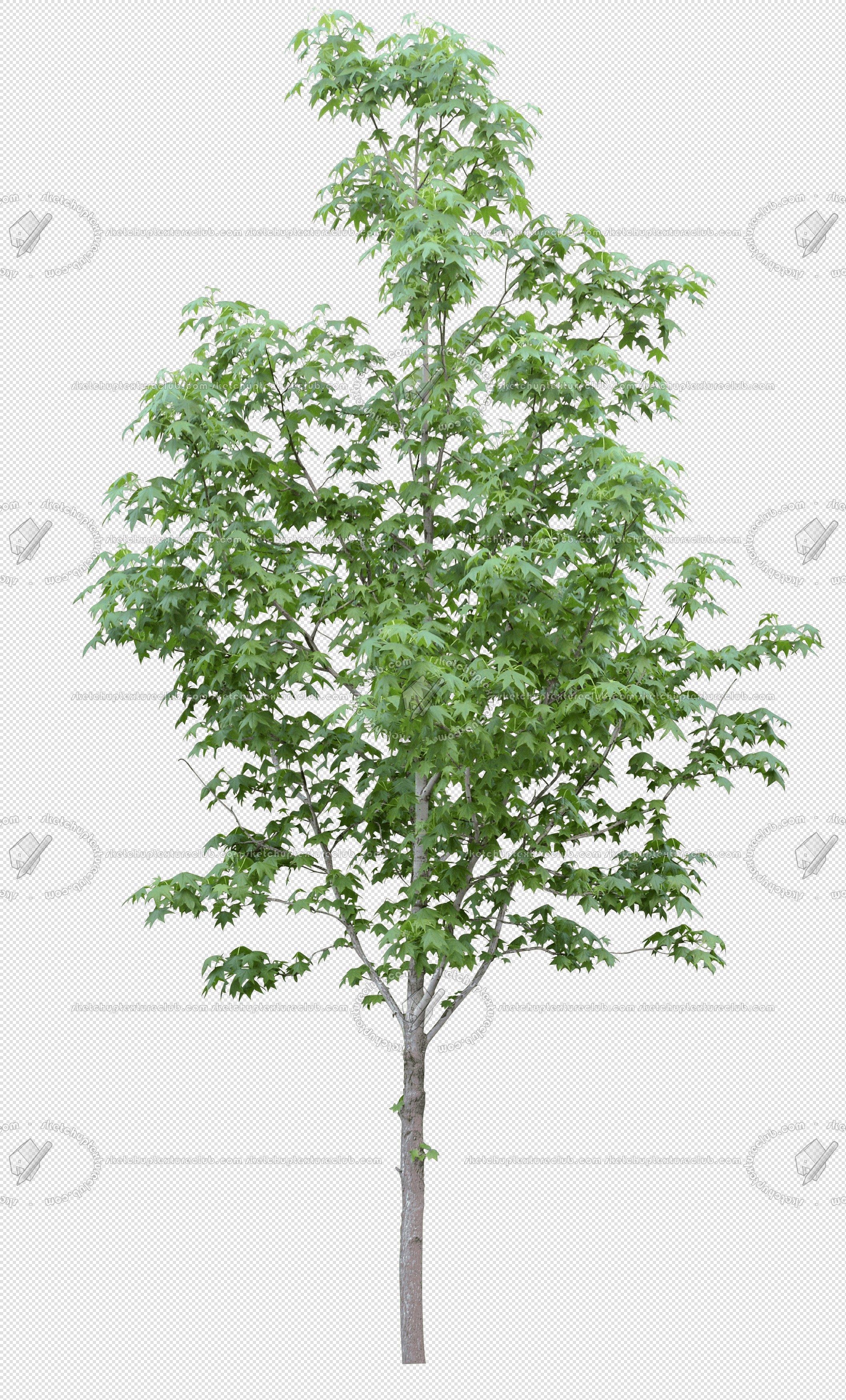 CUT OUT TREES PACK 6 00041 - 23 cut out tree pack 6 px 2037x3500