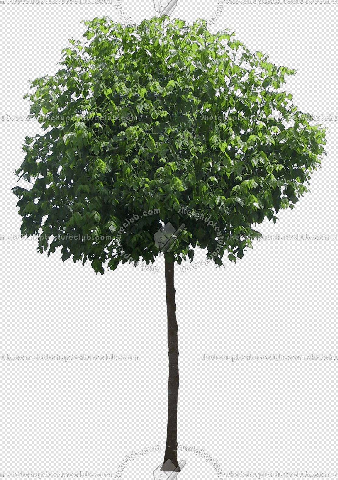 CUT OUT TREES PACK 6 00041 - 24 cut out tree pack 6 px 1110x1575