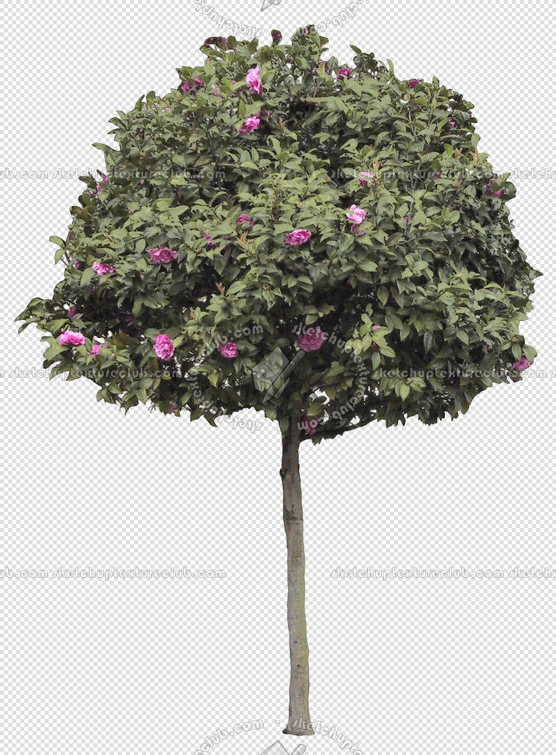 CUT OUT TREES PACK 6 00041 - 25 cut out tree pack 6 px 1085x1487