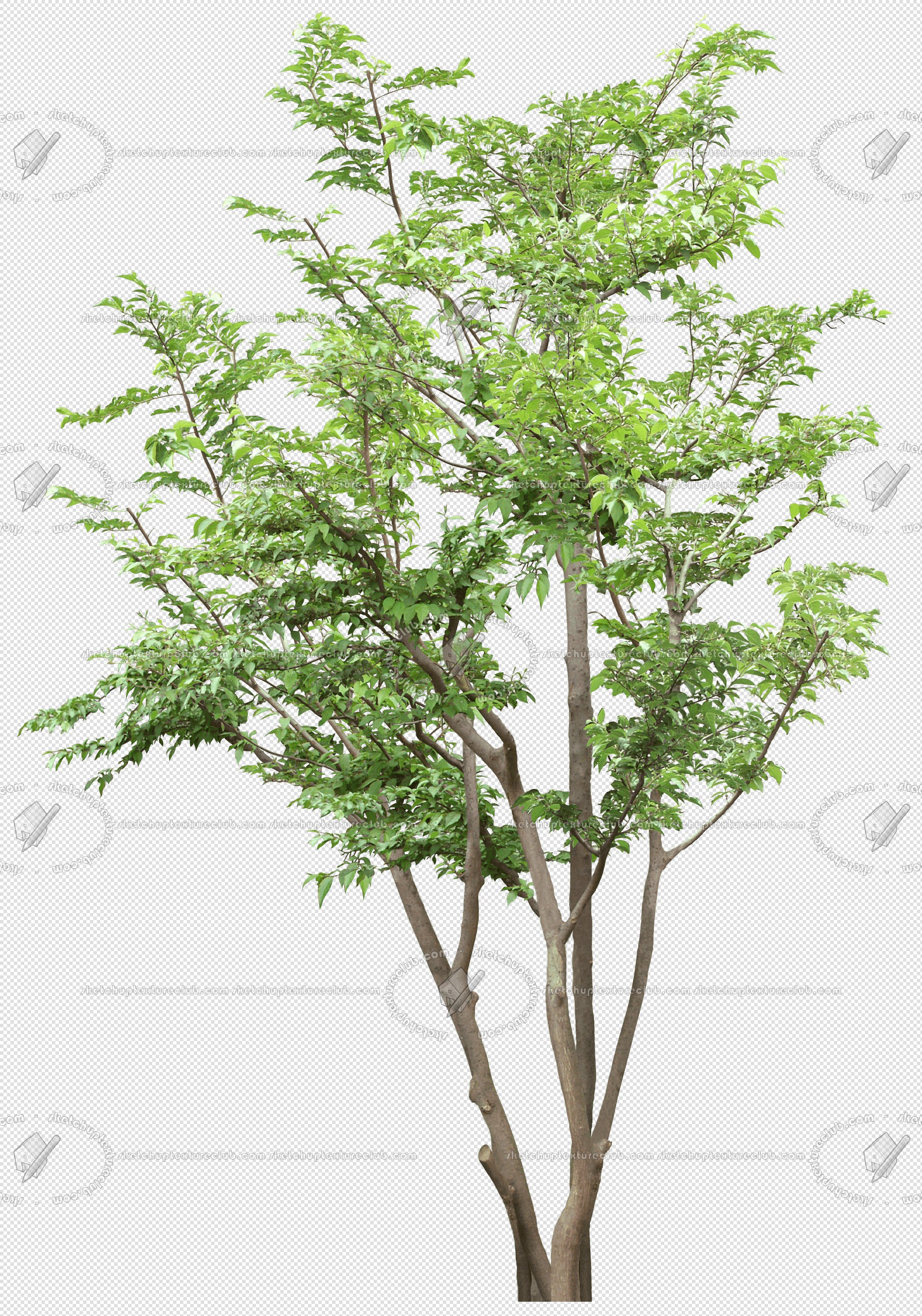 CUT OUT TREES PACK 6 00041 - 6 cut out tree pack 6 px 2132x3044