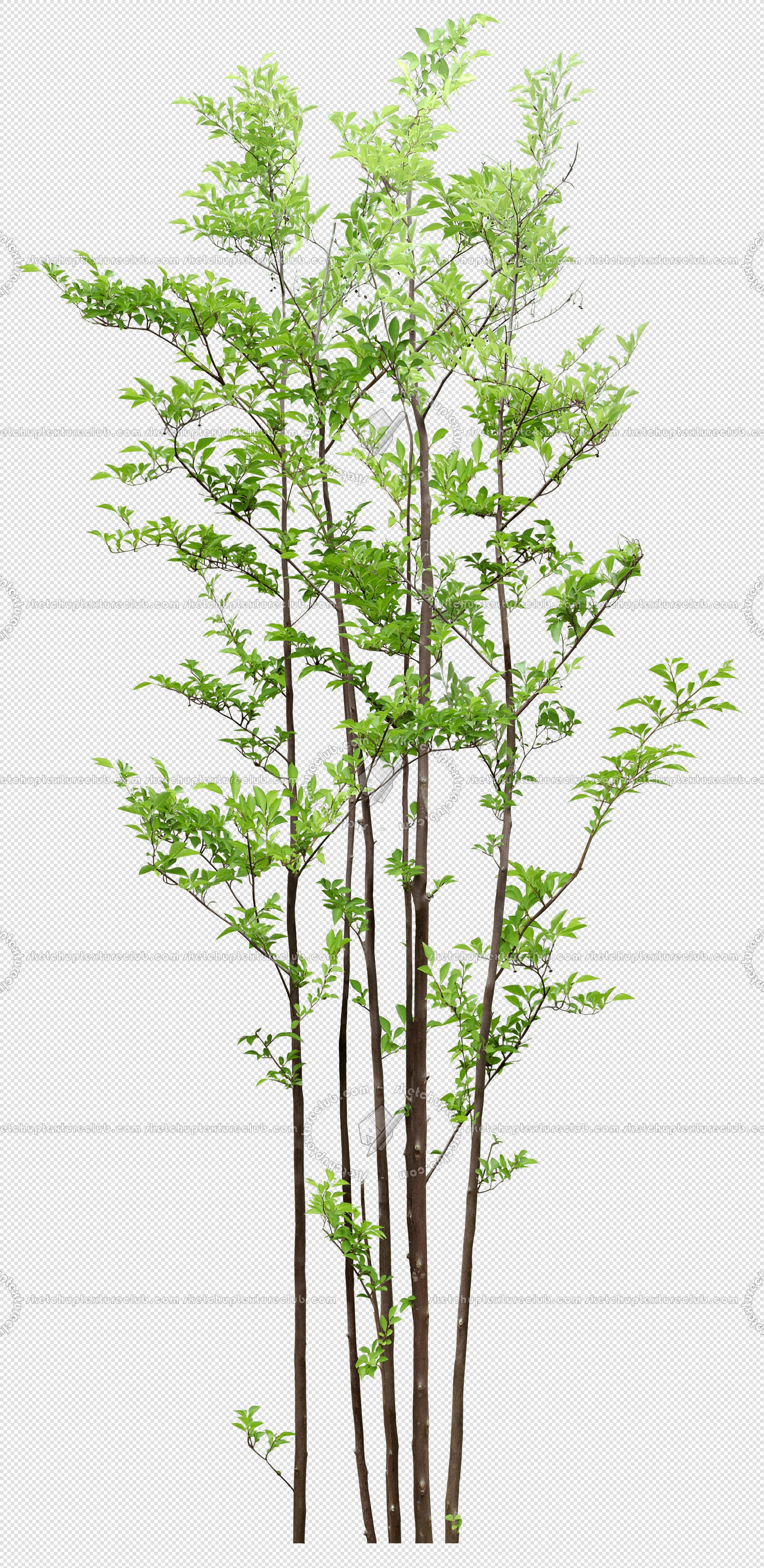 CUT OUT TREES PACK 6 00041 - 8 cut out tree pack 6 px 1705x3500