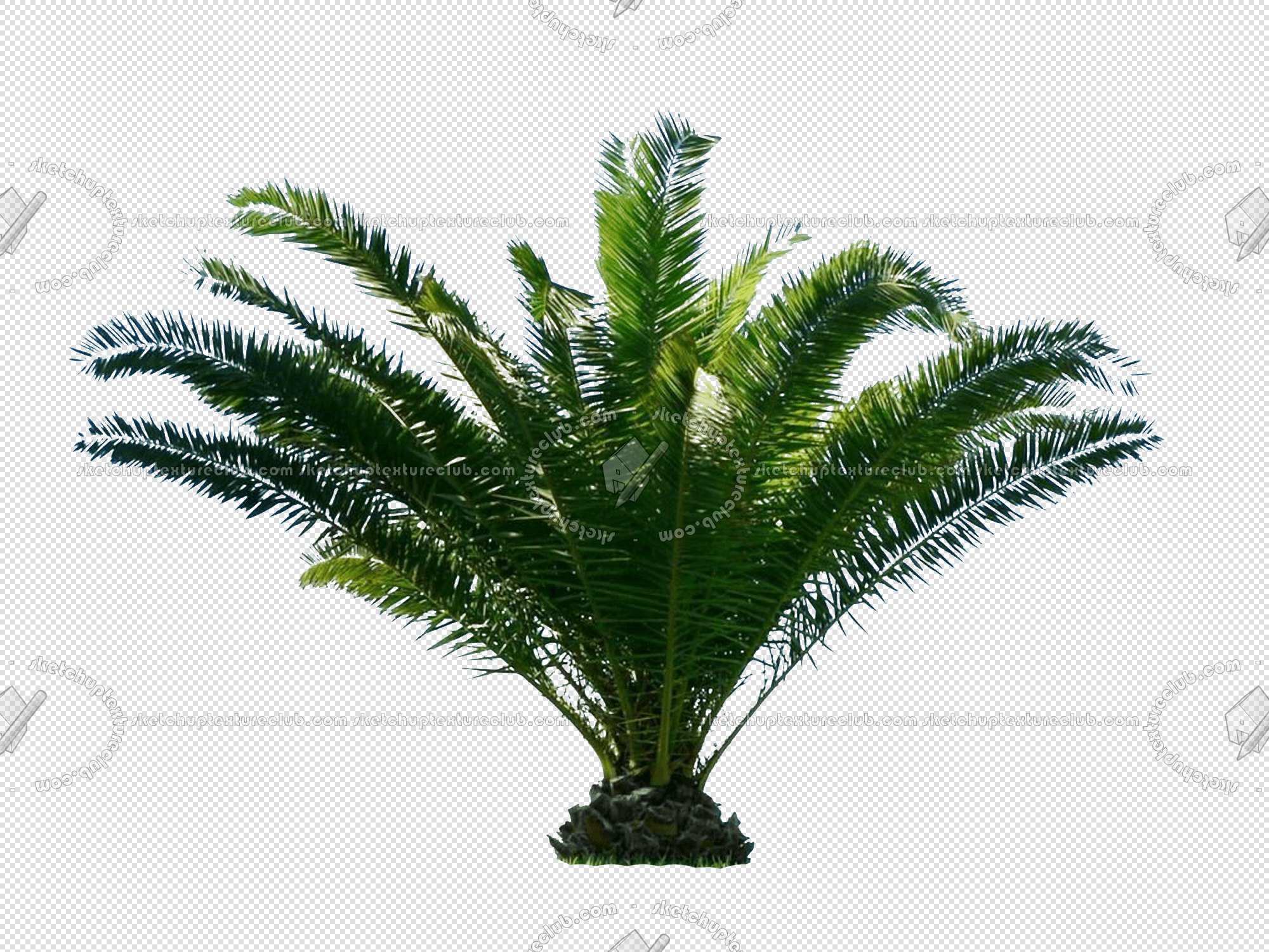 CUT OUT PALMS PACK 1 00046 - palm cut out pixel 2000 x 1500