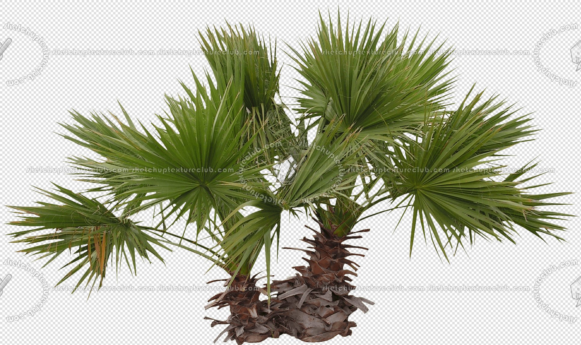 CUT OUT PALMS PACK 1 00046 - palm cut out pixel 1932 x 1149