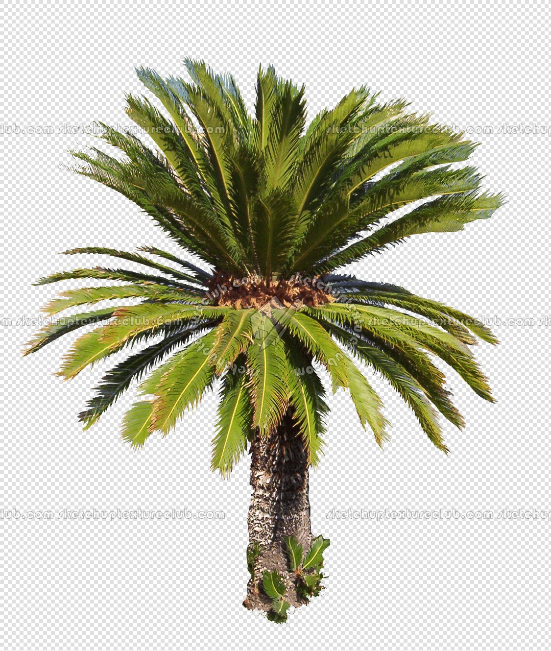 CUT OUT PALMS PACK 1 00046 - palm cut out pixel 1125 x 1329