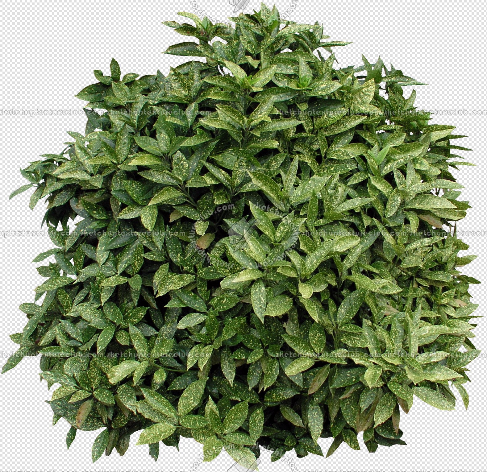Packs - CUT OUT - Vegetation - Shrubs - CUT OUT SHRUBS PACK 1 00020