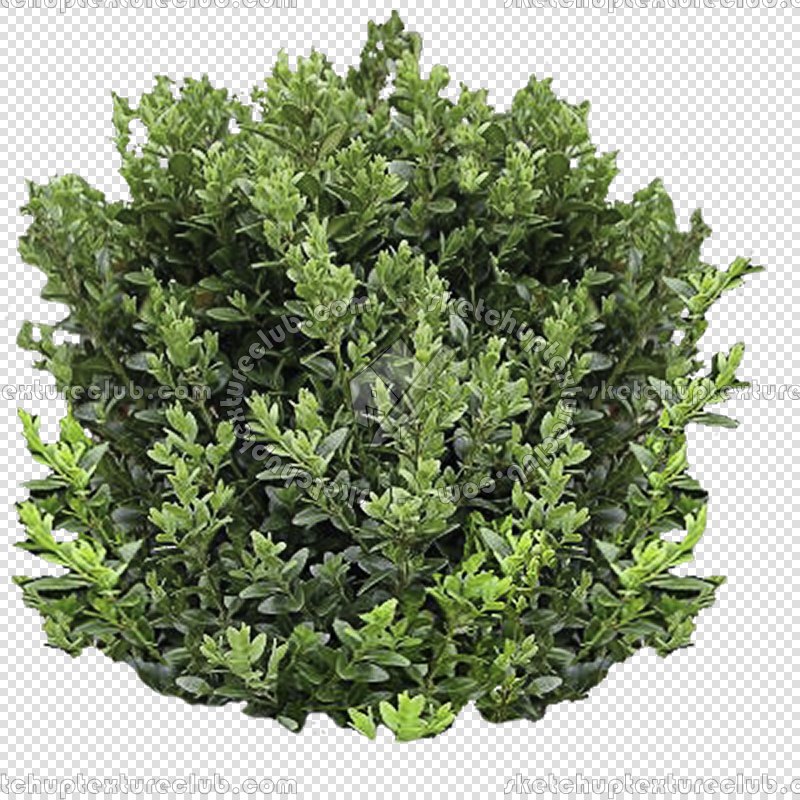 CUT OUT SHRUBS PACK 1 00020 - Pixel 800 x800