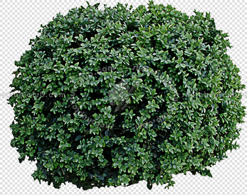 CUT OUT SHRUBS PACK 1 00020 - Pixel 800 x 634