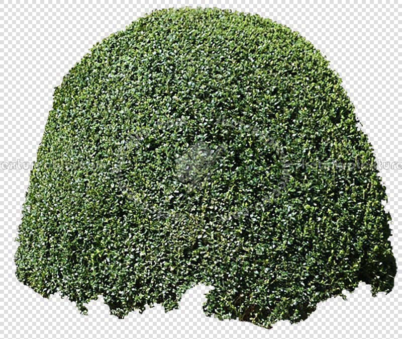 CUT OUT SHRUBS PACK 1 00020 - Pixel 800 x 674
