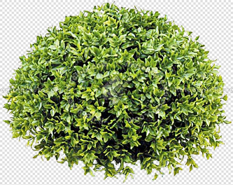 CUT OUT SHRUBS PACK 1 00020 - Pixel 800 x 634