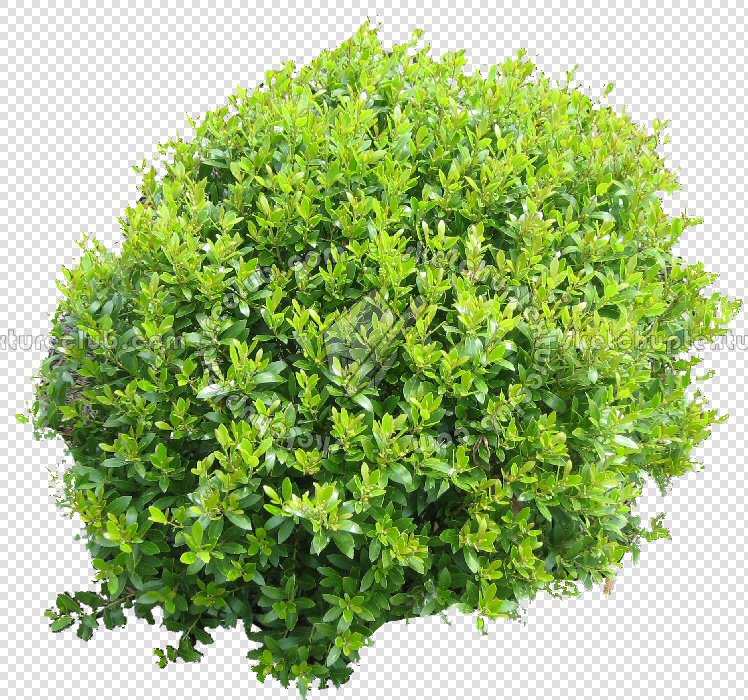 CUT OUT SHRUBS PACK 1 00020 - Pixel 748 x 700