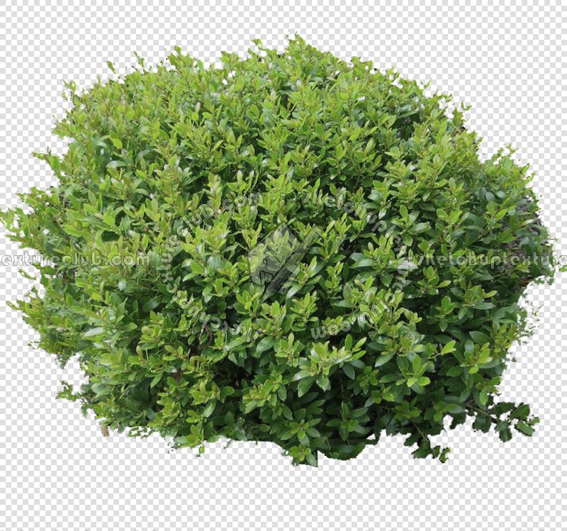CUT OUT SHRUBS PACK 1 00020 - Pixel 800 x 749