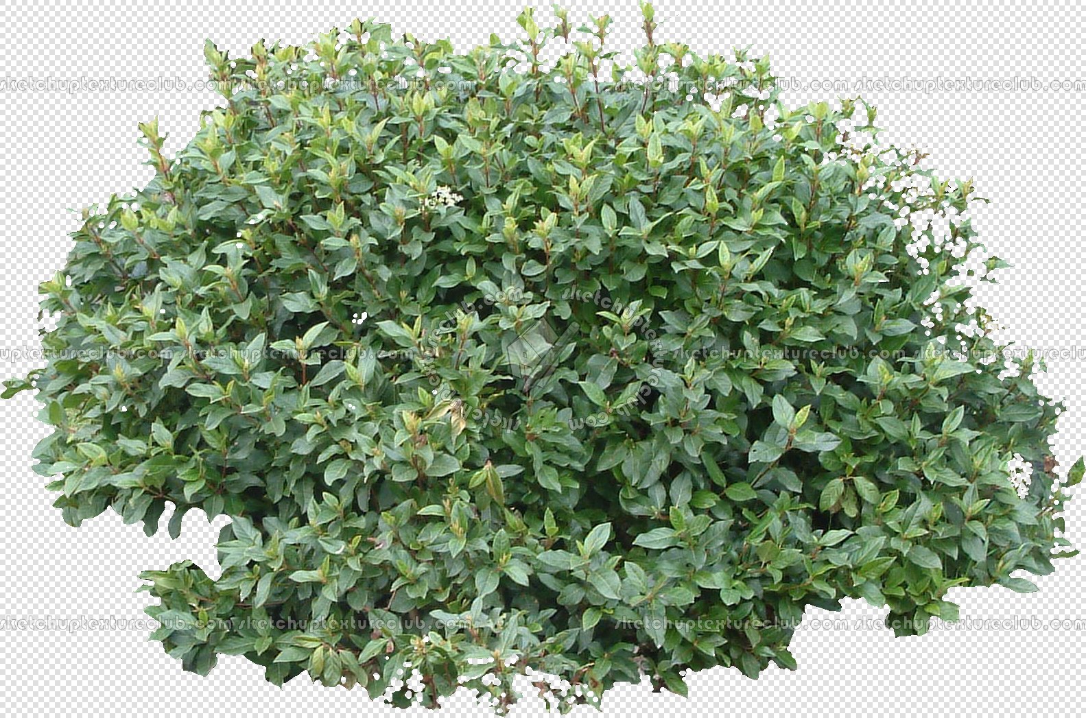 CUT OUT SHRUBS PACK 1 00020 - Pixel 1583 x 1047