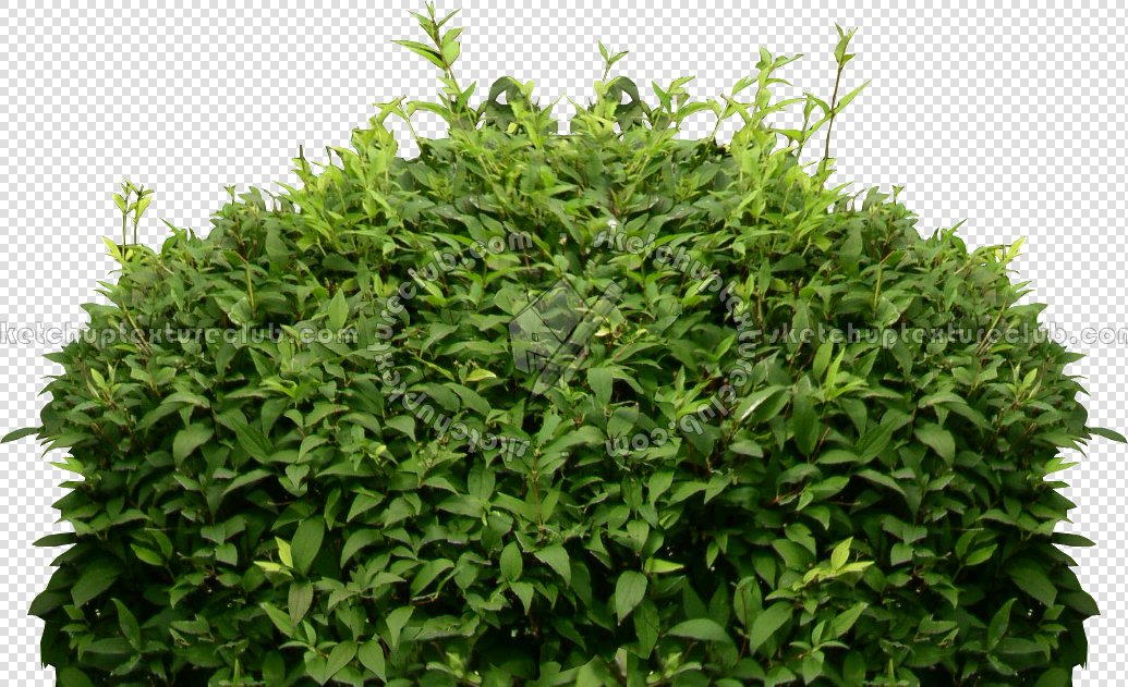 CUT OUT SHRUBS PACK 1 00020 - Pixel 1035 x 631