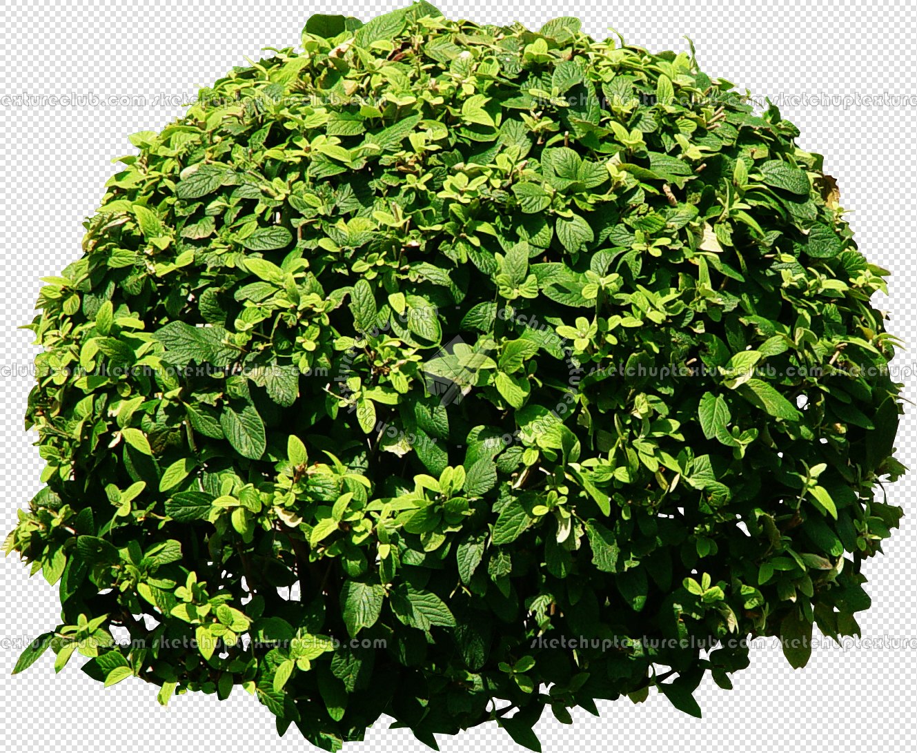 Packs - CUT OUT - Vegetation - Shrubs - CUT OUT SHRUBS PACK 2 00021
