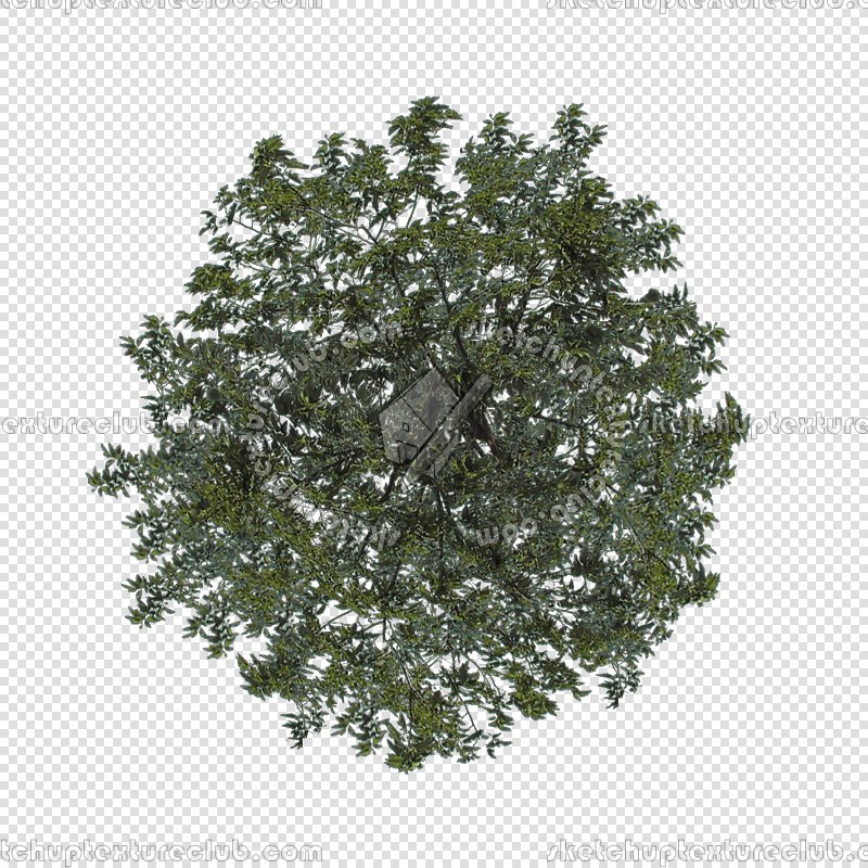 CUT OUT SHRUBS PACK 3 00022 - Pixel 800 x 800