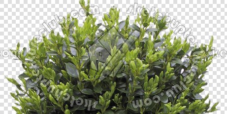 CUT OUT SHRUBS PACK 3 00022 - Pixel 461 x 231