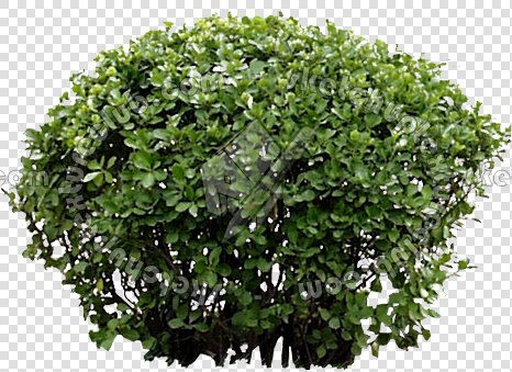 CUT OUT SHRUBS PACK 3 00022 - Pixel 466 x 339