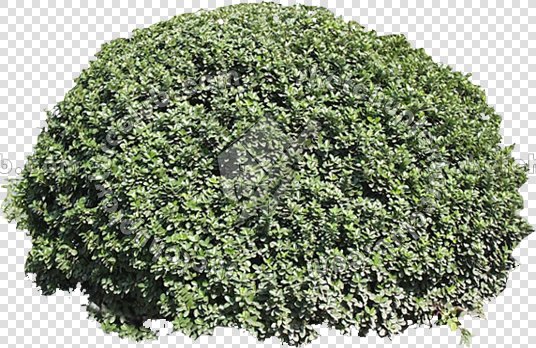 CUT OUT SHRUBS PACK 3 00022 - Pixel 536 x 348