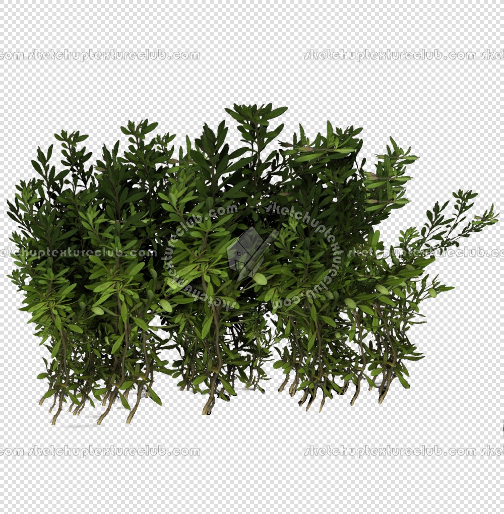 CUT OUT SHRUBS PACK 3 00022 - Pixel 1000 x 1020