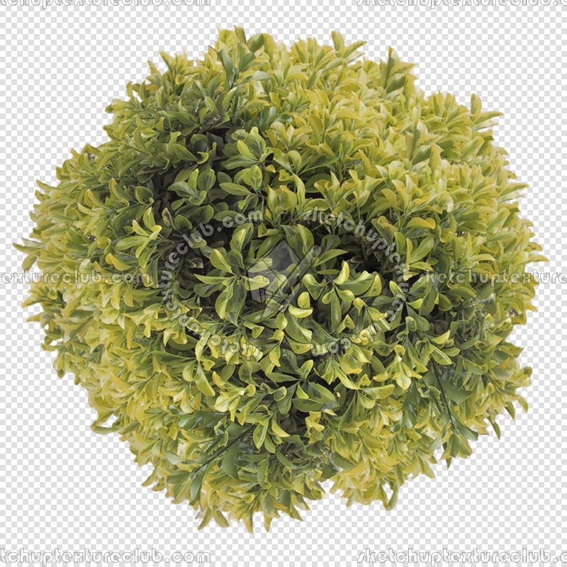 CUT OUT SHRUBS PACK 3 00022 - Pixel 800 x 800
