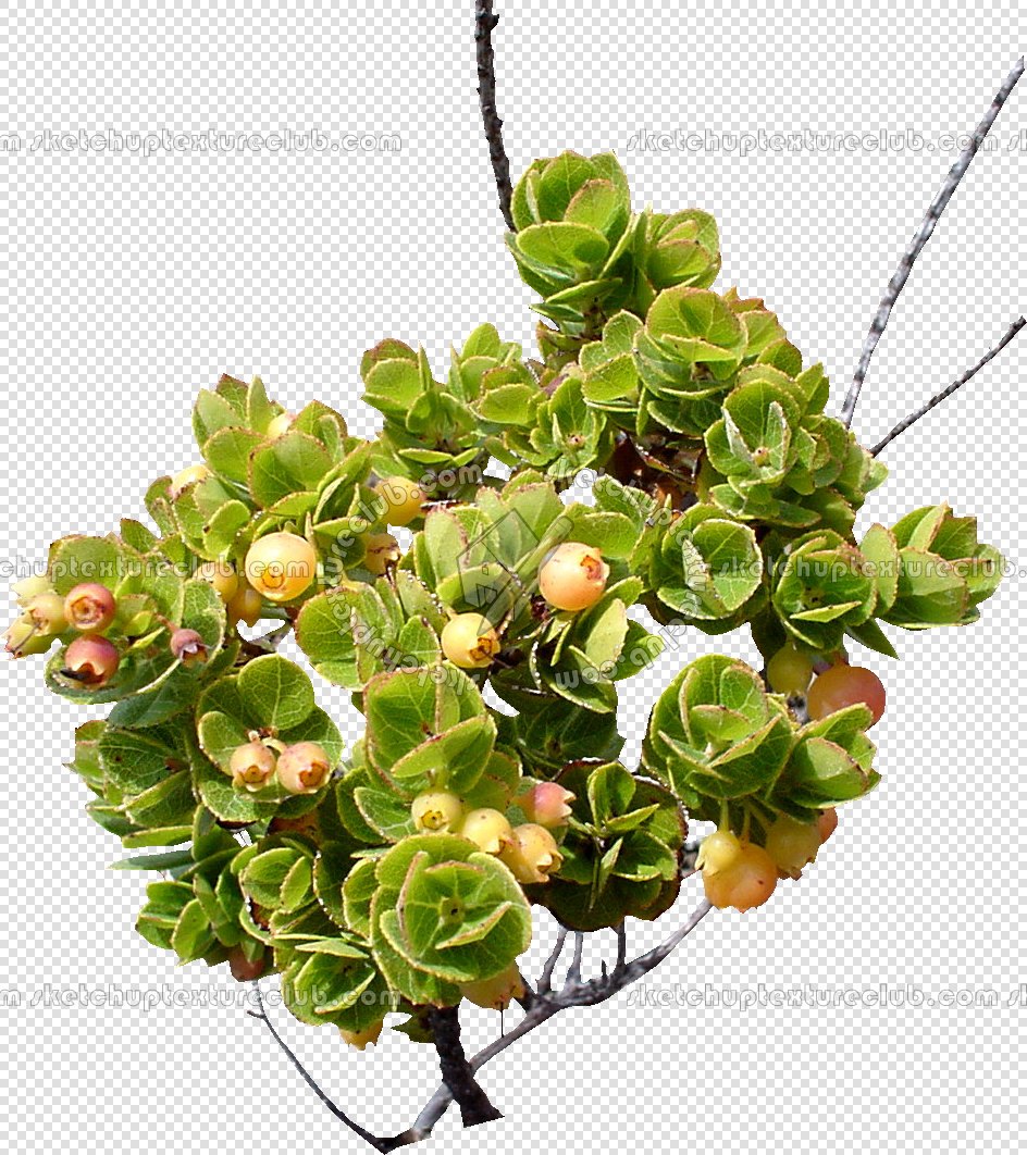 CUT OUT SHRUBS & HEDGES PACK 4 00023 - cut out shrub pack 4.13 pixel 944 x 1062