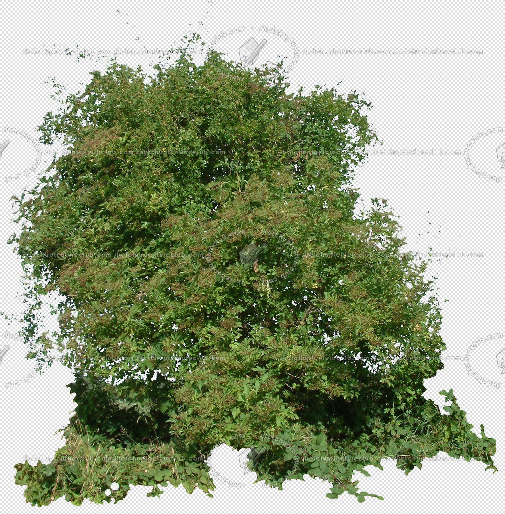 CUT OUT SHRUBS & HEDGES PACK 4 00023 - cut out shrub pack 4.20 pixel 1927 x 1963