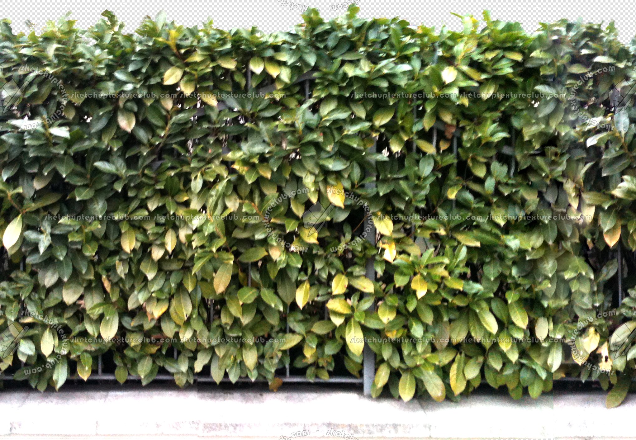 CUT OUT SHRUBS & HEDGES PACK 4 00023 - cut out hedge pack 4.5 pixel 2042 x 1413