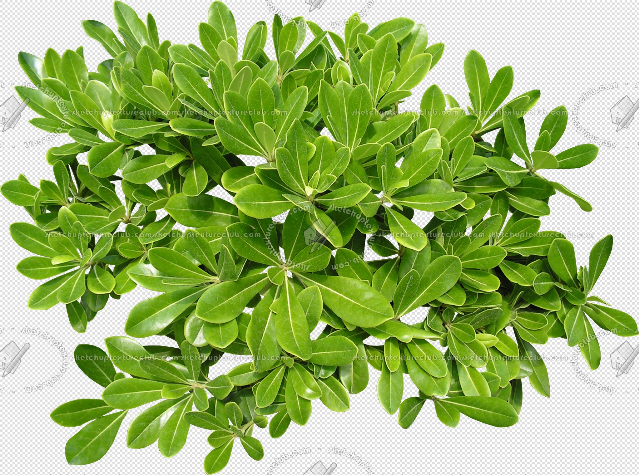 CUT OUT SHRUBS & HEDGES PACK 4 00023 - cut out shrub pack 4.6 pixel 2046 x 1522