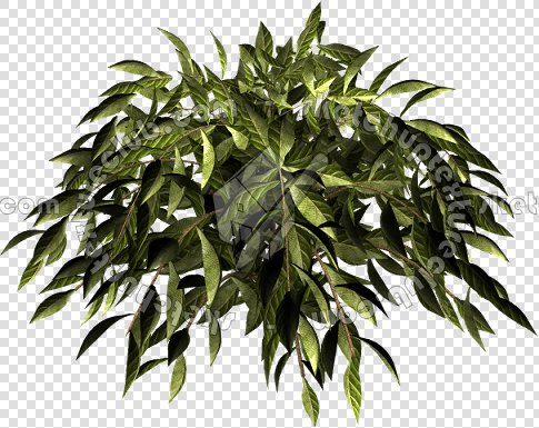 CUT OUT SHRUBS & HEDGES PACK 4 00023 - cut out shrub pack 4.8 pixel 485 x 385