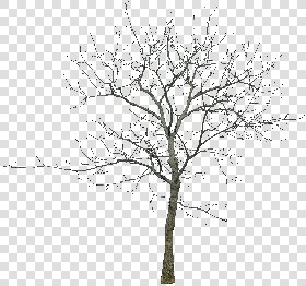 CUT OUT WINTER TREES PACK 1 00036 - 10 - cut out winter trees pack 1 - px 1614x1512