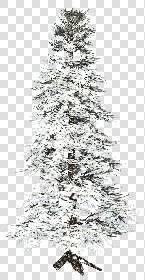 CUT OUT WINTER TREES PACK 1 00036 - 13 - cut out winter trees pack 1 - px 1249x2407