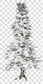 CUT OUT WINTER TREES PACK 1 00036 - 14 - cut out winter trees pack 1 - px 1256x2451