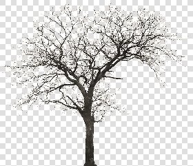 CUT OUT WINTER TREES PACK 2 00039 - 15 - cut out winter tree px 800x690