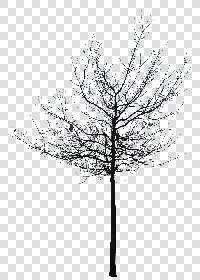 CUT OUT WINTER TREES PACK 2 00039 - 19 - cut out winter tree px  2000x2800