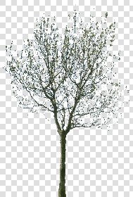CUT OUT WINTER TREES PACK 1 00036 - 2 - cut out winter trees pack 1 - px 1372x2022