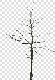CUT OUT WINTER TREES PACK 2 00039 - 22 - cut out winter tree px 1271x1847