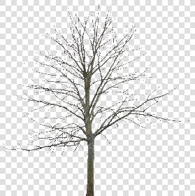 CUT OUT WINTER TREES PACK 2 00039 - 23 - cut out winter tree px 1980x1985
