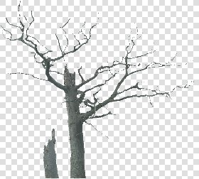 CUT OUT WINTER TREES PACK 2 00039 - 24 - cut out winter tree px 1106x997