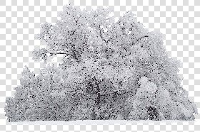 CUT OUT WINTER TREES PACK 2 00039 - 25 - cut out winter tree px 2288x1526