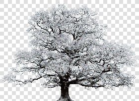 CUT OUT WINTER TREES PACK 2 00039 - 26 - cut out winter tree px 2220x1625