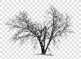 CUT OUT WINTER TREES PACK 2 00039 - 27 - cut out winter tree px 3072x2254