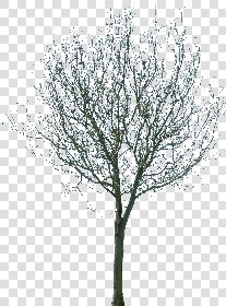 CUT OUT WINTER TREES PACK 1 00036 - 3 - cut out winter trees pack 1 - px 1627x2199