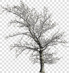 CUT OUT WINTER TREES PACK 1 00036 - 5 - cut out winter trees pack 1 - px 1594x1684
