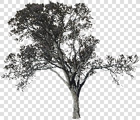 CUT OUT WINTER TREES PACK 1 00036 - 6 - cut out winter trees pack 1 - px 1687x1446
