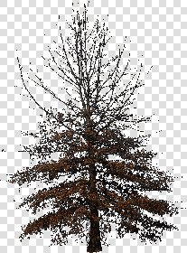 CUT OUT WINTER TREES PACK 1 00036 - 8 - cut out winter trees pack 1 - px 1474x1992