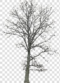 CUT OUT WINTER TREES PACK 1 00036 - 9 - cut out winter trees pack 1 - px 1419x1956